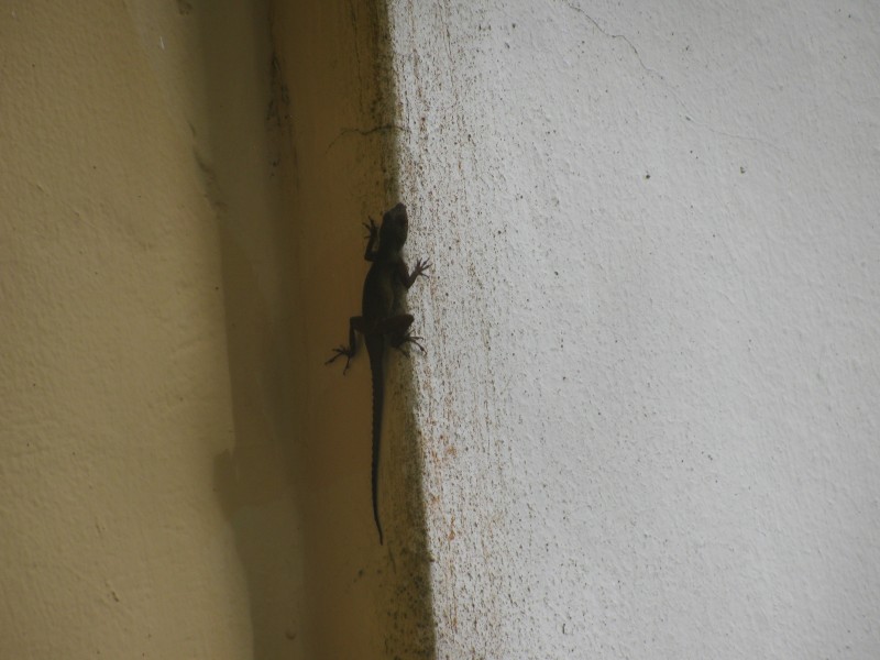 Dominican Republic 375.jpg